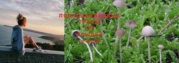 прущие грибы Фёдоровский